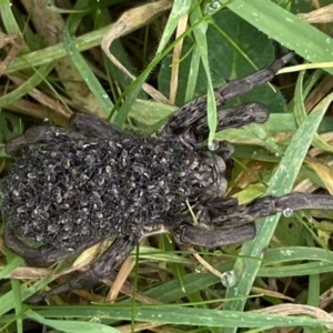 Lycosidae (family) at Jerrabomberra, NSW - 14 May 2022