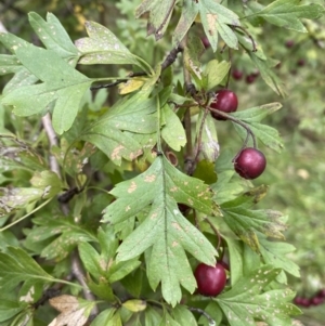 Crataegus monogyna at Jerrabomberra, NSW - 14 May 2022 11:18 AM