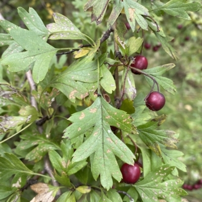 Crataegus monogyna (Hawthorn) at Jerrabomberra, NSW - 14 May 2022 by Steve_Bok