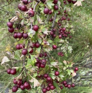 Crataegus monogyna at Jerrabomberra, NSW - 14 May 2022 11:18 AM