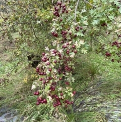 Crataegus monogyna at Jerrabomberra, NSW - 14 May 2022 11:18 AM