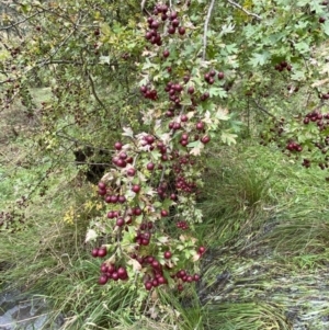 Crataegus monogyna at Jerrabomberra, NSW - 14 May 2022 11:18 AM