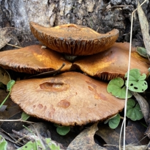 Gymnopilus junonius at Jerrabomberra, NSW - 14 May 2022