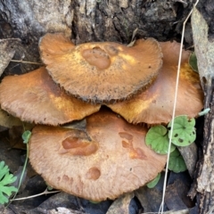 Gymnopilus junonius at Jerrabomberra, NSW - 14 May 2022