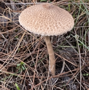 Macrolepiota clelandii at Jerrabomberra, NSW - 14 May 2022 11:09 AM