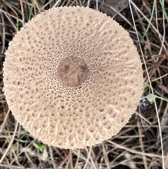 Macrolepiota clelandii at Jerrabomberra, NSW - 14 May 2022 11:09 AM