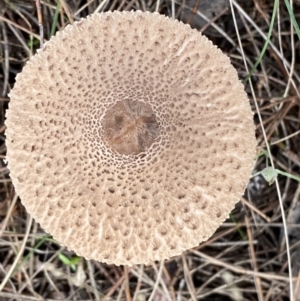 Macrolepiota clelandii at Jerrabomberra, NSW - 14 May 2022 11:09 AM