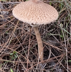 Macrolepiota clelandii at Jerrabomberra, NSW - 14 May 2022 11:09 AM