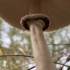 Macrolepiota clelandii at Jerrabomberra, NSW - 14 May 2022 11:09 AM