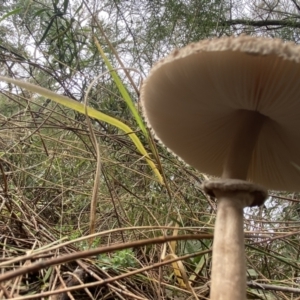 Macrolepiota clelandii at Jerrabomberra, NSW - 14 May 2022 11:09 AM