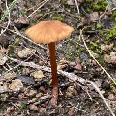 Unidentified Cap on a stem; gills below cap [mushrooms or mushroom-like] at Jerrabomberra, NSW - 14 May 2022 by SteveBorkowskis