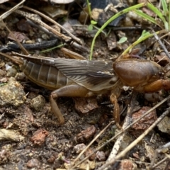 Gryllotalpa australis (Mole cricket) at Jerrabomberra, NSW - 14 May 2022 by SteveBorkowskis