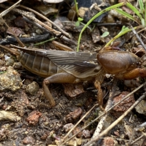 Gryllotalpa australis at Jerrabomberra, NSW - 14 May 2022