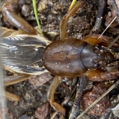 Gryllotalpa australis at Jerrabomberra, NSW - 14 May 2022 10:57 AM