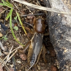 Gryllotalpa australis at Jerrabomberra, NSW - 14 May 2022 10:57 AM