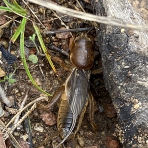 Gryllotalpa australis at Jerrabomberra, NSW - 14 May 2022 10:57 AM