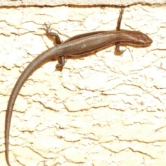 Lampropholis delicata (Delicate Skink) at Wanniassa, ACT - 13 May 2022 by JohnBundock