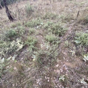 Melichrus urceolatus at Jerrabomberra, NSW - 14 May 2022