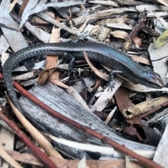 Lampropholis guichenoti (Common Garden Skink) at Aranda, ACT - 14 May 2022 by KMcCue