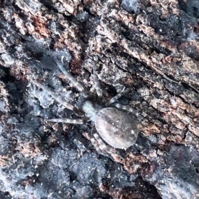 Badumna sp. (genus) (Lattice-web spider) at Aranda, ACT - 14 May 2022 by KMcCue