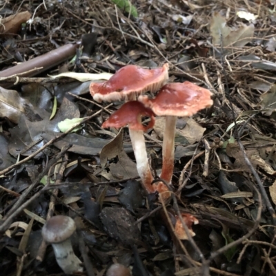 Leratiomcyes ceres (Red Woodchip Fungus) at McKellar, ACT - 14 May 2022 by Suzanne
