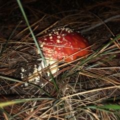 Amanita muscaria (Fly Agaric) at McKellar, ACT - 14 May 2022 by Suzanne