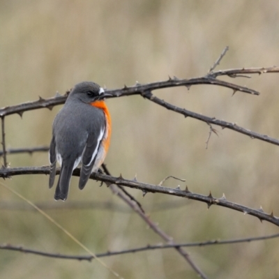 Petroica phoenicea (Flame Robin) at Molonglo River Reserve - 14 May 2022 by trevsci