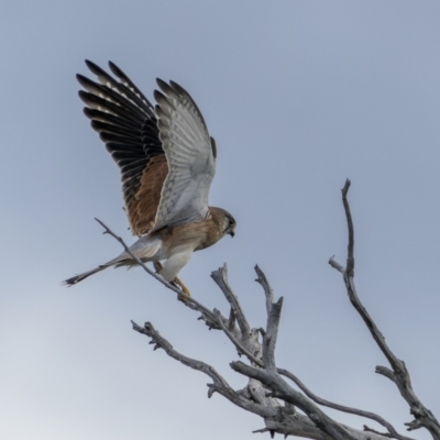 Falco cenchroides (Nankeen Kestrel) at Molonglo River Reserve - 14 May 2022 by trevsci