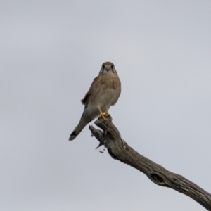 Falco cenchroides at Stromlo, ACT - 14 May 2022