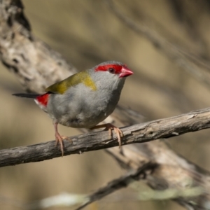 Neochmia temporalis at Stromlo, ACT - 14 May 2022