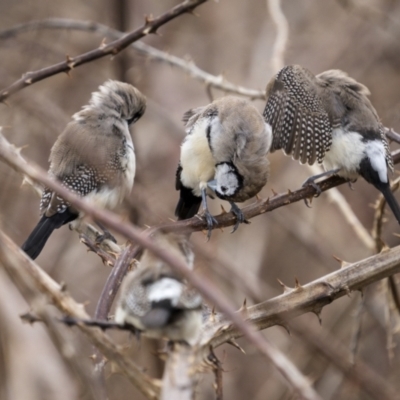 Stizoptera bichenovii (Double-barred Finch) at Molonglo River Reserve - 14 May 2022 by trevsci