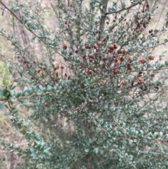 Bursaria spinosa at Paddys River, ACT - 14 May 2022 02:03 PM