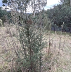 Bursaria spinosa at Paddys River, ACT - 14 May 2022 02:03 PM