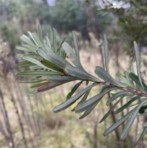 Banksia marginata at Paddys River, ACT - 14 May 2022 01:54 PM