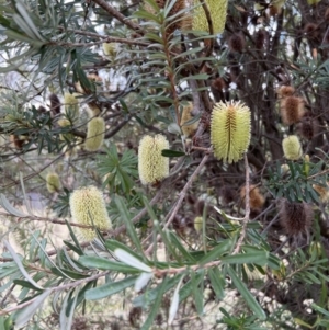 Banksia marginata at Paddys River, ACT - 14 May 2022 01:54 PM