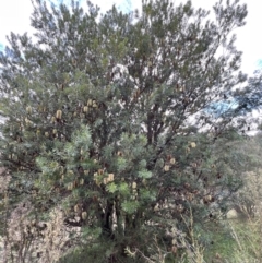 Banksia marginata at Paddys River, ACT - 14 May 2022 01:54 PM