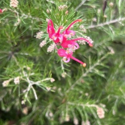 Grevillea "Canberra Gem" (Grevillea rosmarinifolia x juniperina (Hybrid)) at Paddys River, ACT - 14 May 2022 by JimL