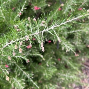 Grevillea "Canberra Gem" at Paddys River, ACT - 14 May 2022