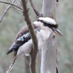 Dacelo novaeguineae (Laughing Kookaburra) at Paddys River, ACT - 14 May 2022 by JimL