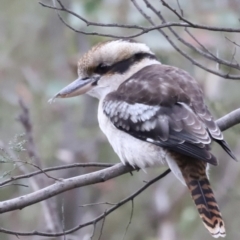 Dacelo novaeguineae at Paddys River, ACT - 14 May 2022