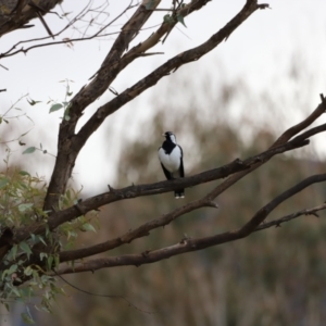 Grallina cyanoleuca at Paddys River, ACT - 14 May 2022 02:42 PM