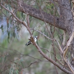 Grallina cyanoleuca at Paddys River, ACT - 14 May 2022