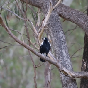 Gymnorhina tibicen at Paddys River, ACT - 14 May 2022