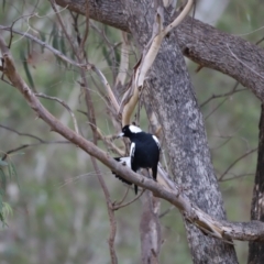 Gymnorhina tibicen at Paddys River, ACT - 14 May 2022