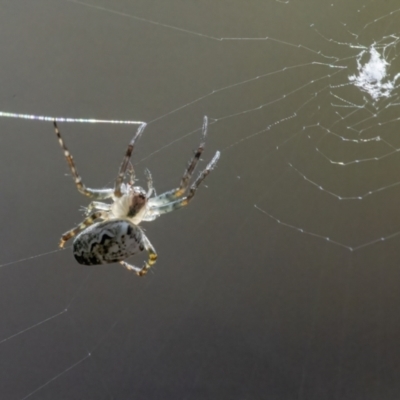 Plebs eburnus (Eastern bush orb-weaver) at Googong, NSW - 14 May 2022 by WHall