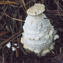 Amanita muscaria at Googong, NSW - 13 May 2022