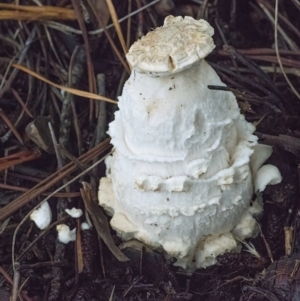 Amanita muscaria at Googong, NSW - 13 May 2022