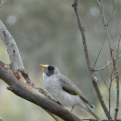 Manorina melanocephala (Noisy Miner) at Jerrabomberra, NSW - 14 May 2022 by SteveBorkowskis