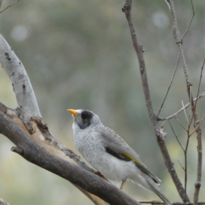 Manorina melanocephala (Noisy Miner) at Jerrabomberra, NSW - 14 May 2022 by SteveBorkowskis