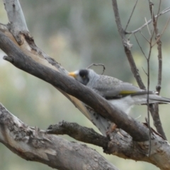 Manorina melanocephala at Jerrabomberra, NSW - 14 May 2022